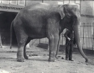 Indischer Elefant, Assam Lukhi, mit Wärter im Londoner Zoo, April 1914